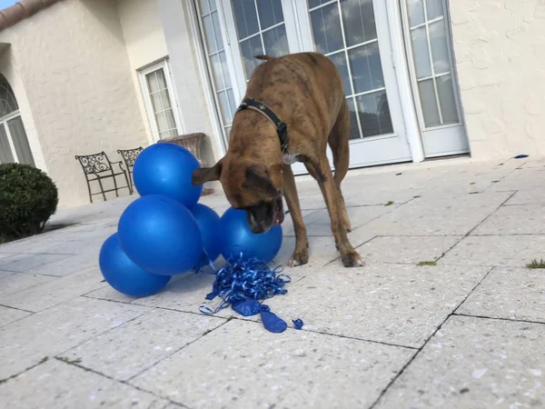 Boxerhund Spielt Mit Einem Luftballon — Stockfoto