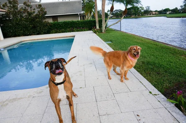 Deux Chiens Une Piscine — Photo