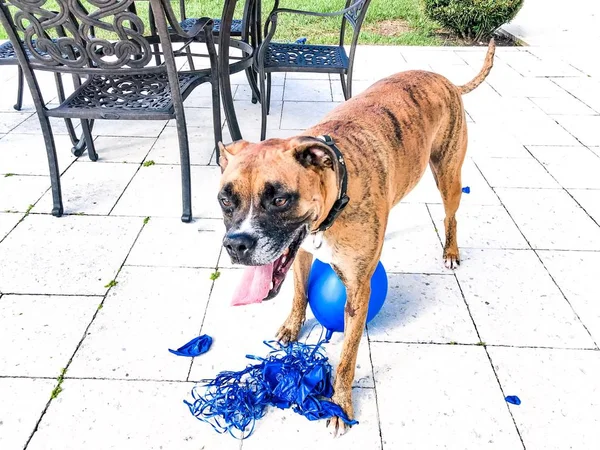 Boxerhund Spielt Mit Luftballon Auf Dem Boden — Stockfoto