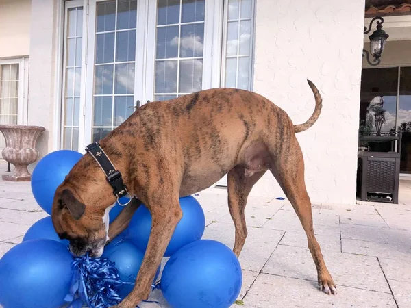 Боксерський Собака Грає Кулею Землі — стокове фото