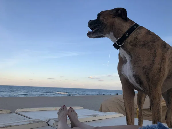 狗和女人的腿在海滩上 — 图库照片