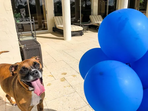 Boxer Cão Brinca Com Balão — Fotografia de Stock