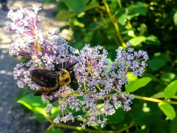 eastern carpenter bee pollinating a purple flower