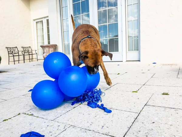 Boxer Hund Leker Med Ballong Marken — Stockfoto