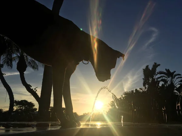 Hund Trinkt Bei Sonnenuntergang — Stockfoto