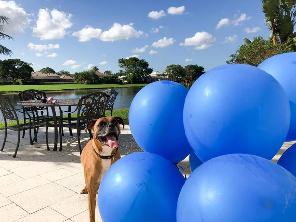 Boxer Chien Joue Avec Ballon Sur Sol — Photo