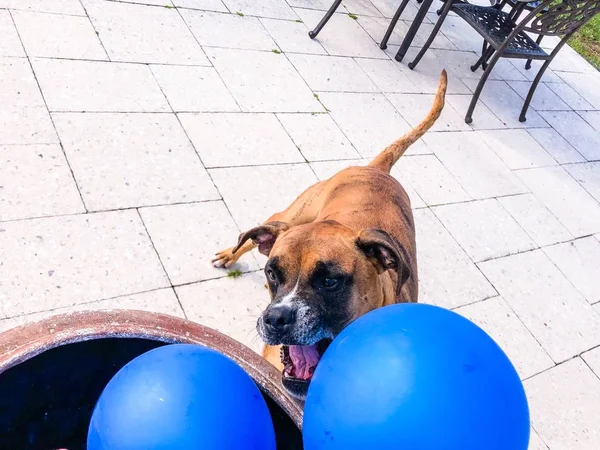 Boxer Hund Leker Med Ballong Marken — Stockfoto