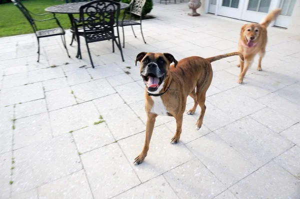 Glücklicher Hund Streckt Zunge Aus Und Tänzelt — Stockfoto