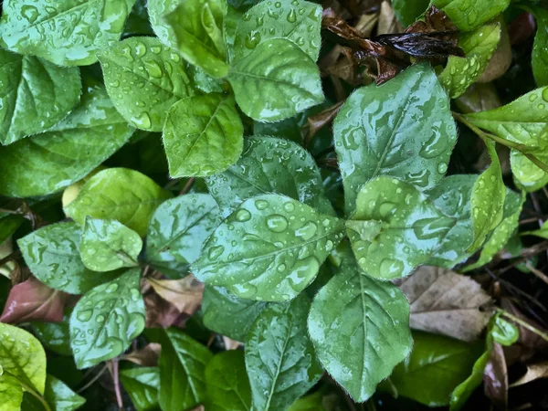 Gotas Lluvia Sobre Planta Verde — Foto de Stock