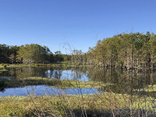 Ruhiger Tag Florida Sumpf — Stockfoto