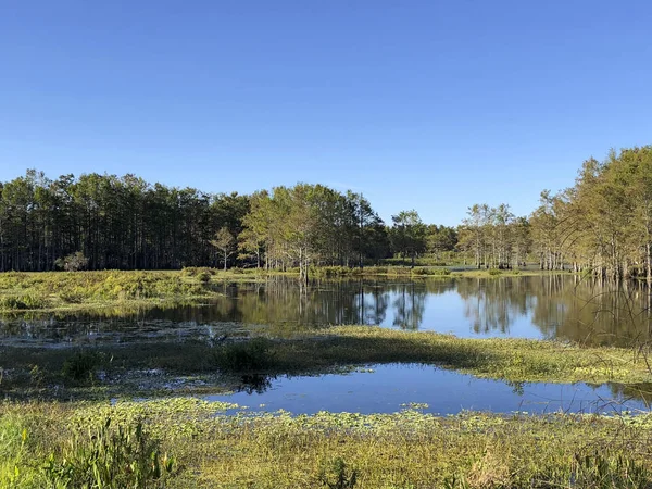 Lugn Dag Florida Swamp — Stockfoto