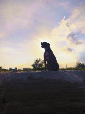 bir köpek gün batımında sahilde silüeti