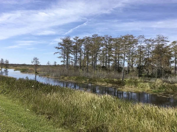 Schöner Tag Süden Florida Swwamp — Stockfoto