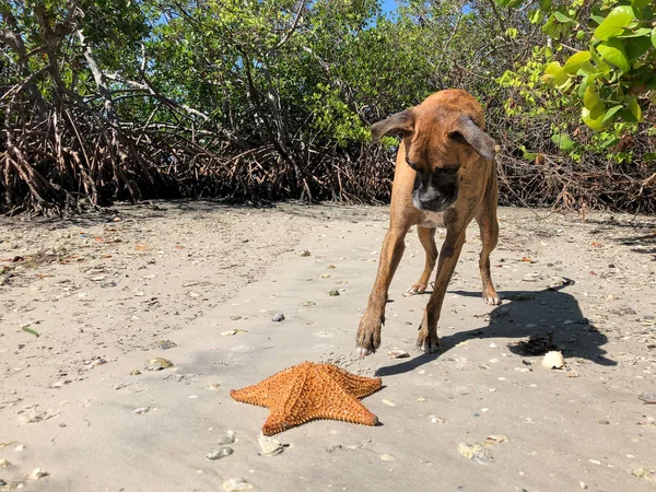 Boxerhund Und Ein Seestern Strand — Stockfoto