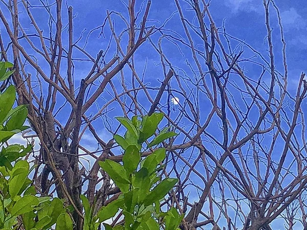 Lune Travers Les Branches Raisin Mer Dans Ciel Jour — Photo