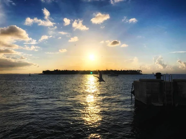 Madár Sziluettje Key West Naplemente Óceán Felett — Stock Fotó
