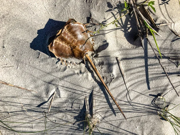 Crabe Fer Cheval Dans Sable Sur Une Île Charleston Caroline — Photo