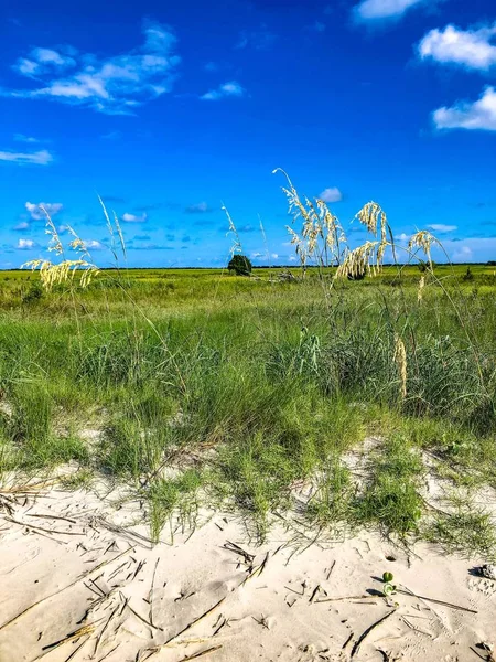 Herbe Marécageuse Sur Aucune Île Nom Dans Port Charleston — Photo