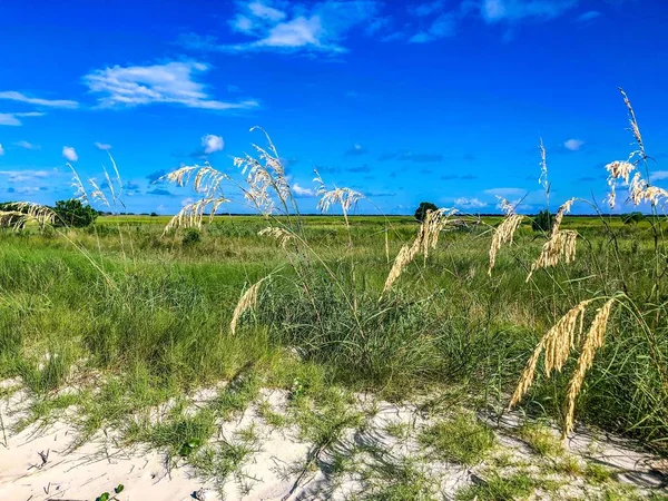 Marsh Gras Geen Naam Island Haven Van Charleston — Stockfoto