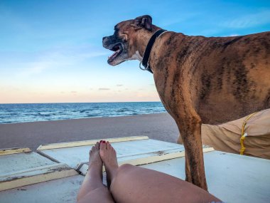 kadının bacakları ve köpek sahilde