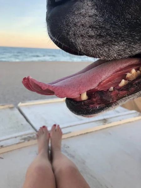 Dog Tongue Waggin Beach — Stock Photo, Image