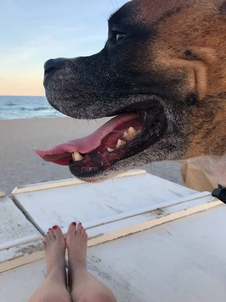 海滩上的女人的腿和狗 — 图库照片