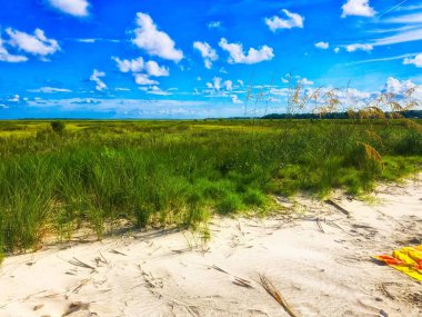 Marsh Grass on No name island in the Charleston Harbor clipart