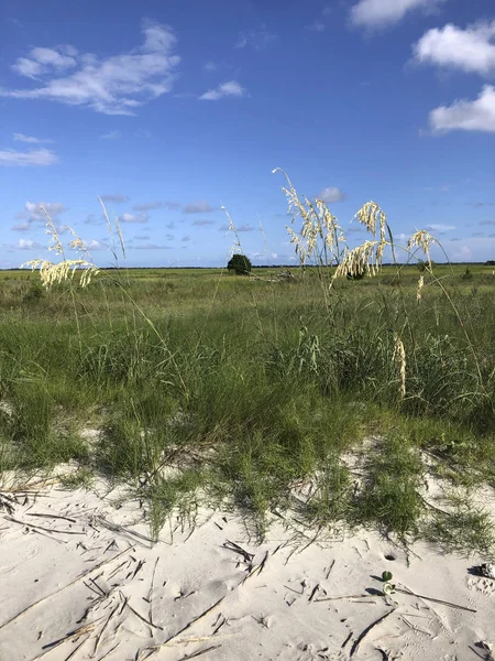 Marsh Gras Geen Naam Island Haven Van Charleston — Stockfoto