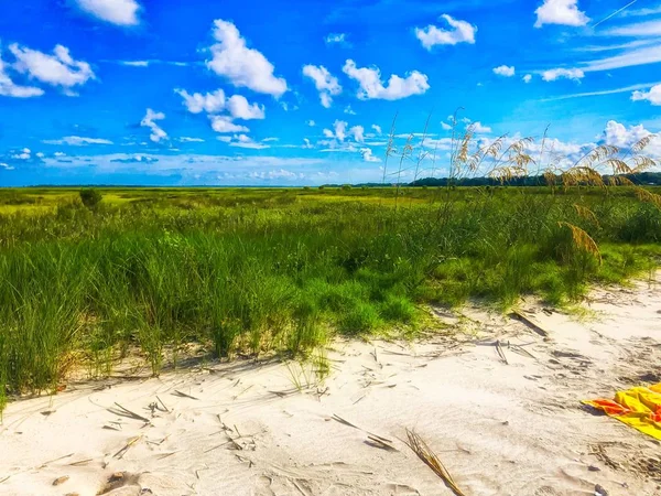 Bahenní Trávy Žádný Název Ostrov Přístavu Charleston — Stock fotografie