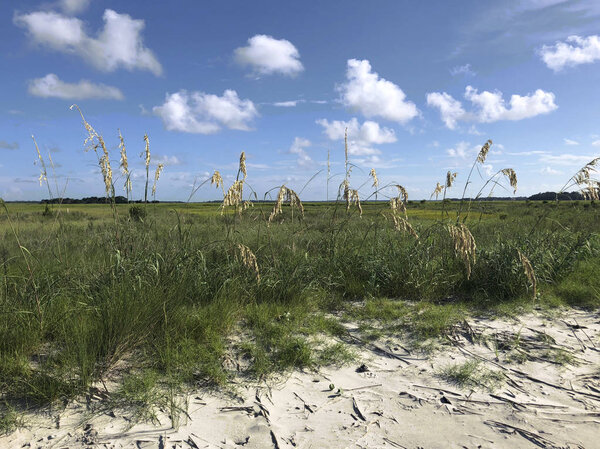 Marsh Grass on No name island in the Charleston Harbor