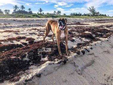 Florida plaj sahil aşındırıyor köpek standları