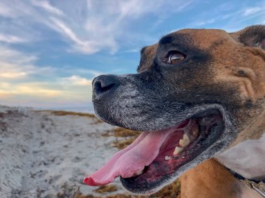 Mutlu köpek tatildeiken sahilde gün batımını izler