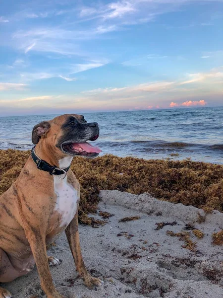 Mutlu Köpek Tatildeiken Sahilde Gün Batımını Izler — Stok fotoğraf