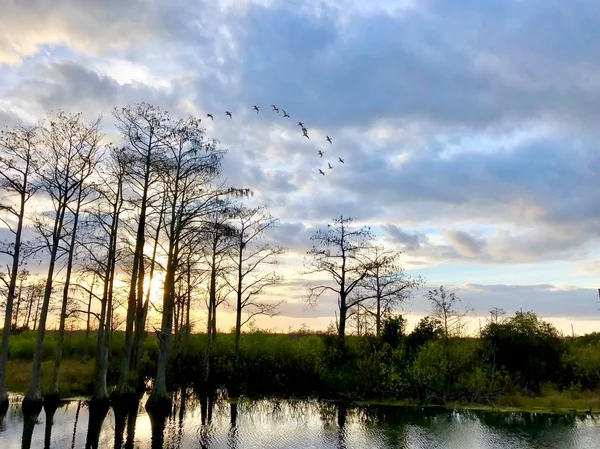 Bando Aves Pôr Sol Pântano — Fotografia de Stock