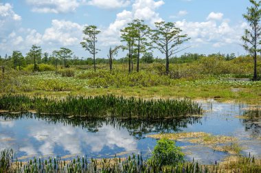 sıcak bir yaz gününde selvi bataklıklar