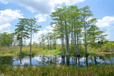 Florida bataklığında uçan beyaz kuş