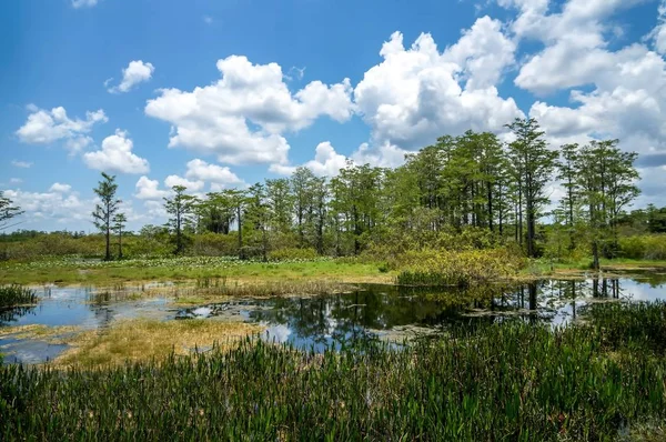 yeşil bir bataklık sıcak yaz günü