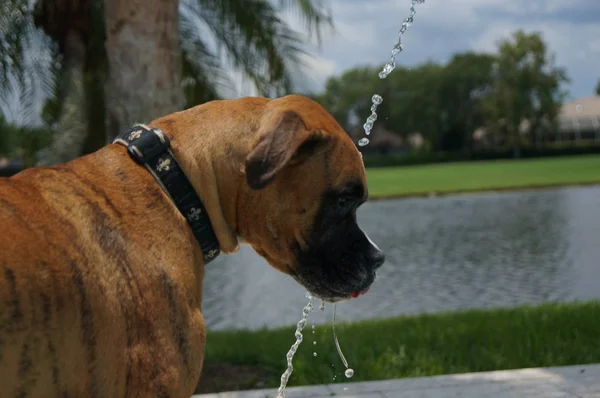 Boxer Hund Trinkt Aus Pool Brunnen Hinterhof — Stockfoto