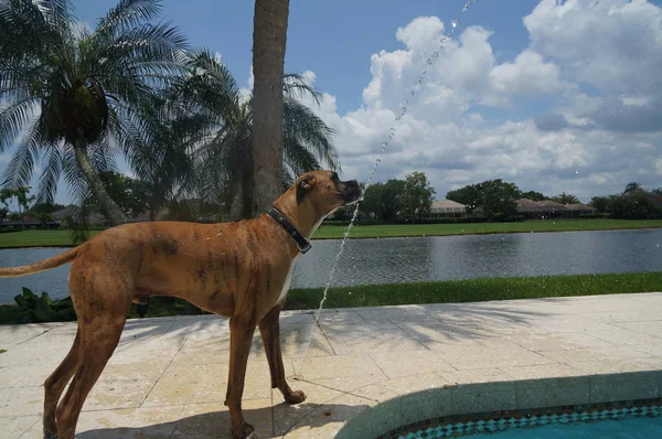 Boxer Hund Trinkt Aus Pool Brunnen Hinterhof — Stockfoto