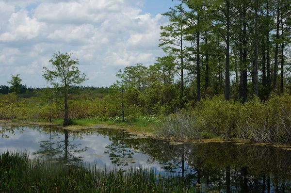 Florida swamp manzara modunda yeşil cay sulak