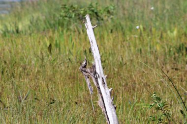 çıplak ağaç dalı Florida Bataklığı '