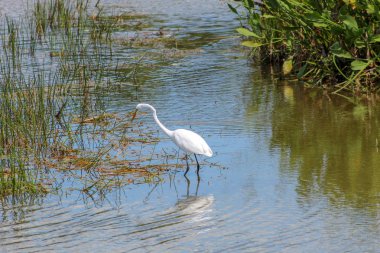 Yeşil Cay sulak, Florida bataklıklarında gölet ve göllerde büyük ak balıkçıl