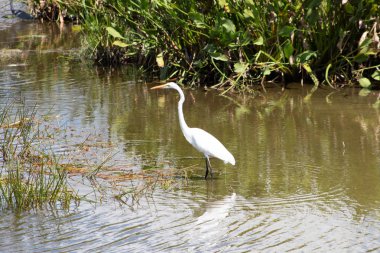 Yeşil Cay sulak, Florida bataklıklarında gölet ve göllerde büyük ak balıkçıl