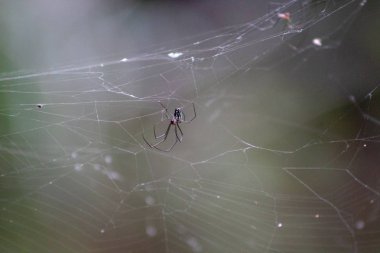 Leucauge argyra örümceği aynı zamanda Florida 'daki bir bataklıkta Orchard Orb Weaver olarak da bilinir.
