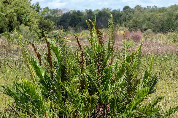 Giant Leather Fern Florida Swamp — Stock Photo, Image