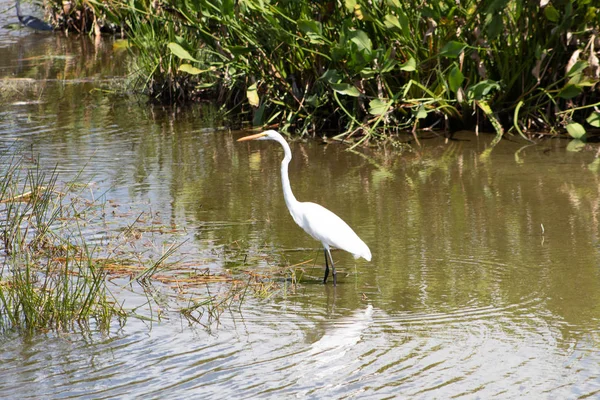 Ägretthäger Vada Florida Green Cay Våtmarken Träsk — Stockfoto