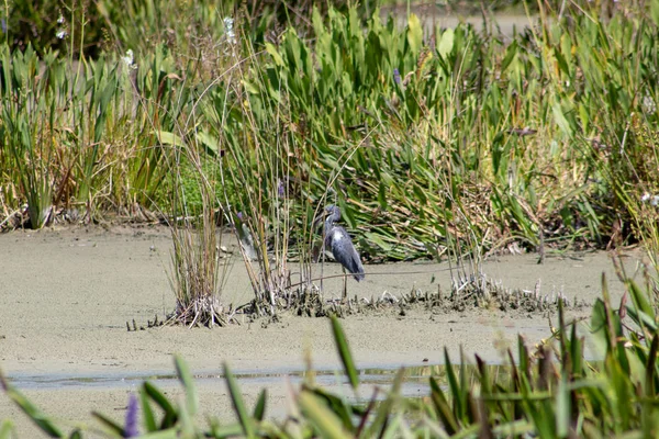 Tricolor Heron Alias Egretta Tricolor Waden Florida Swamp — Stockfoto