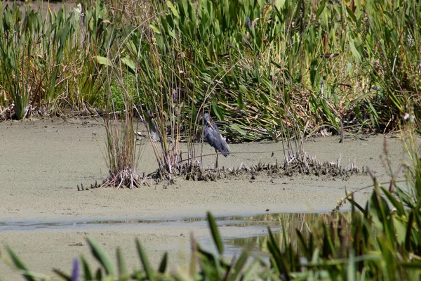 Tricolor Heron Alias Egretta Tricolor Waden Florida Swamp — Stockfoto