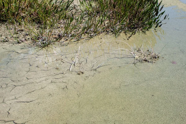Florida Swamp Tijdens Een Droogte — Stockfoto