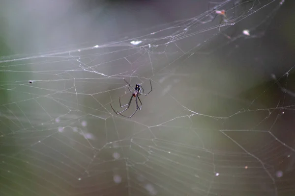弗罗里达州沼泽地里的Leucauge Argyra蜘蛛也被称为Orchard Orb Weaver — 图库照片